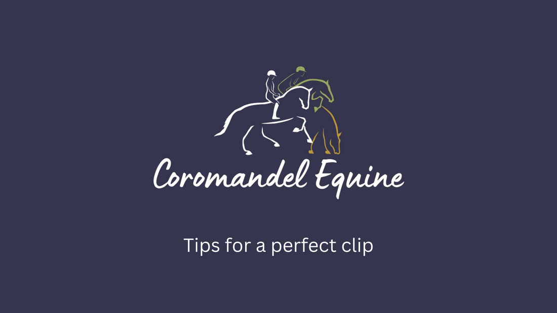 Mastering Horse Clipping Tips for a perfect clip - Coromandel Equine