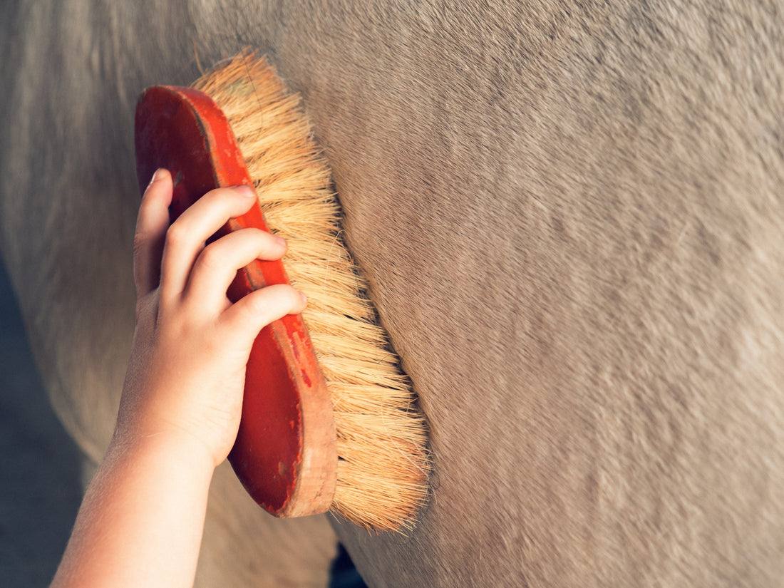 The Importance of Horse Brush Care and Cleaning Guide