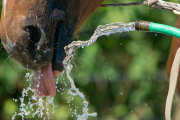 Keeping your horse cool and comfortable: how to select the best Summer Horse Rugs