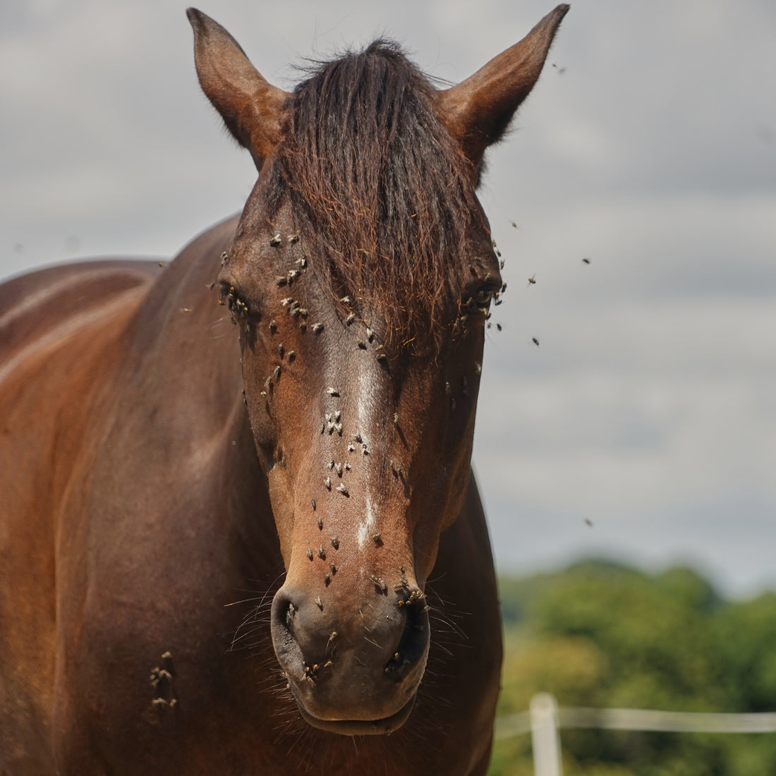 Shielding Serenity: The Importance of Fly Masks for Equines in Summer